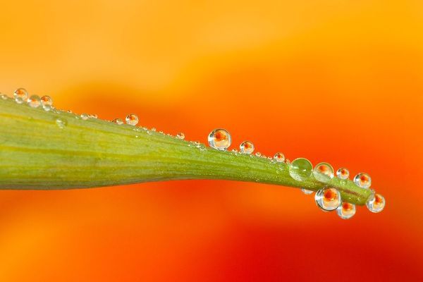 California Water droplets reflect flower on poppy leaf